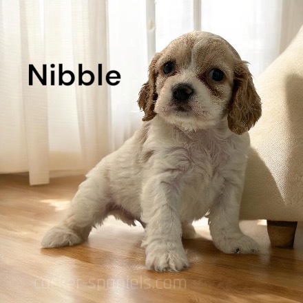 puppy, for, sale, Cocker Spaniel, Joe & Cherri  Overlease, dog, breeder, Miller, MO, dog-breeder, puppy-for-sale, forsale, nearby, find, puppyfind, locator, puppylocator, aca